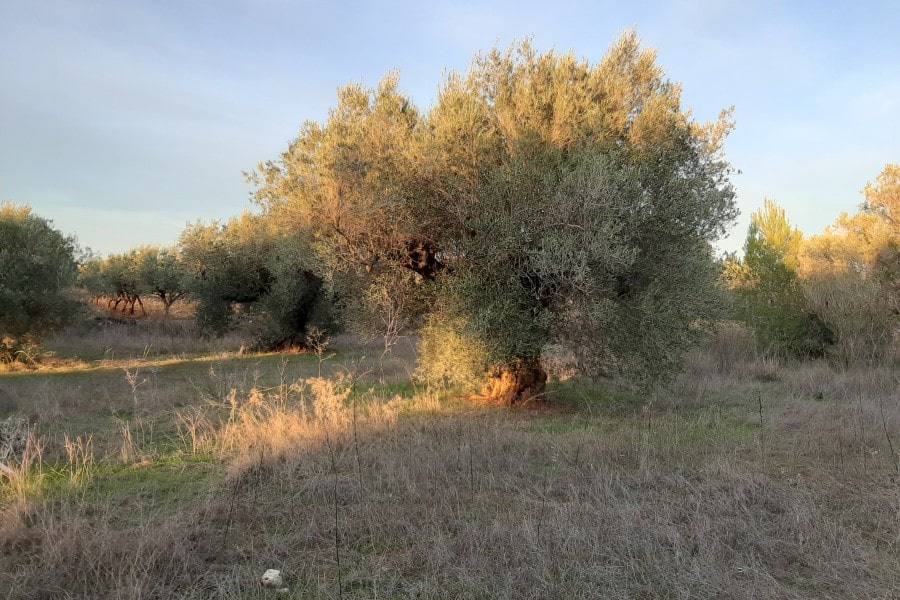 Comprar Aciete de Oliva Alfafarenca directo de almazara