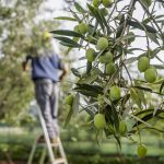 Proceso de Producción de Aceite Ecologico