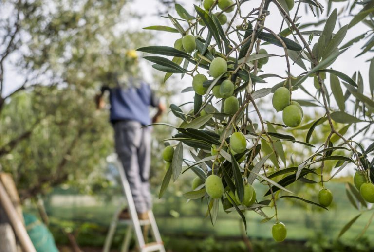Proceso de Producción de Aceite Ecologico