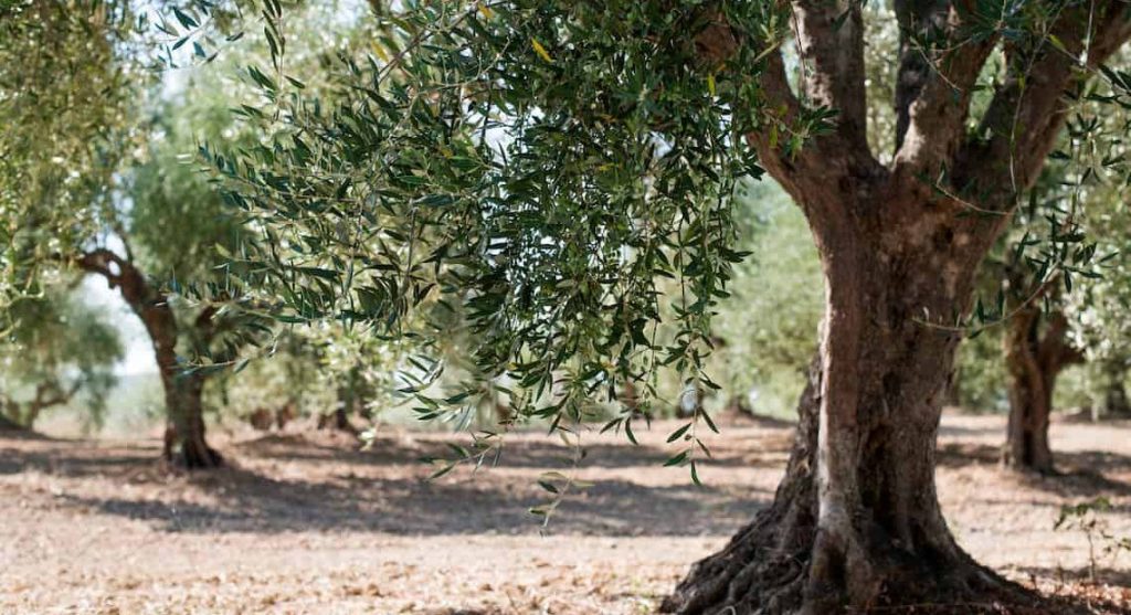 cultivo de olivos variedad Blanqueta en Alicante