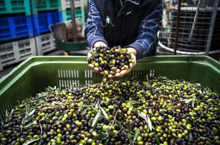 Proceso de elaboración del aceite de oliva