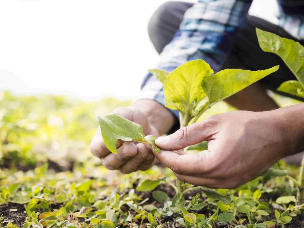 Que es la agricultura ecologica min