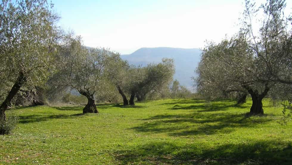 olivar ecológico libre de productos químicos