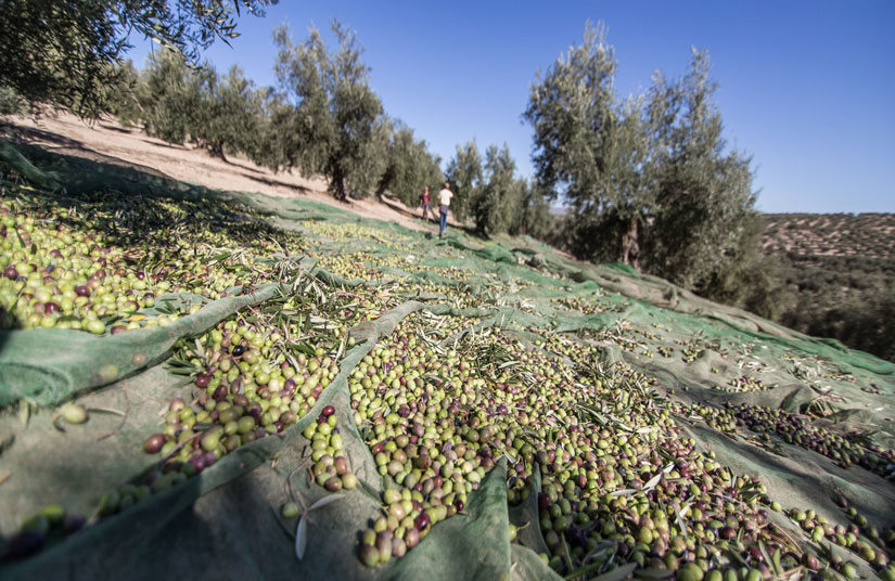Aceite de oliva de Famorca  - Alicante - El Comtat