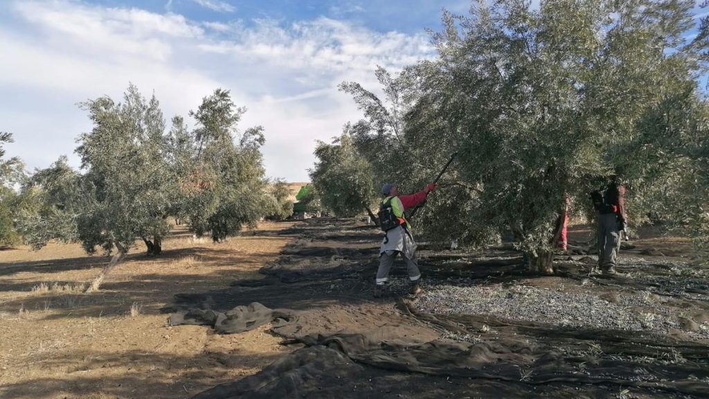 Impacto climatico precio aceite de oliva