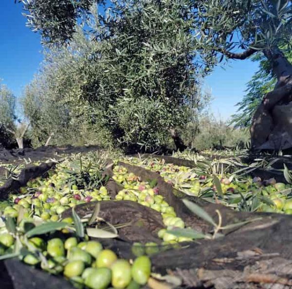Aceite de Oliva Valencia - Cosecha 2025