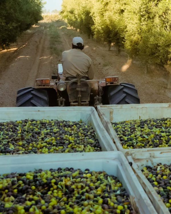 cultivando Aceites de alicante directo a la almazara