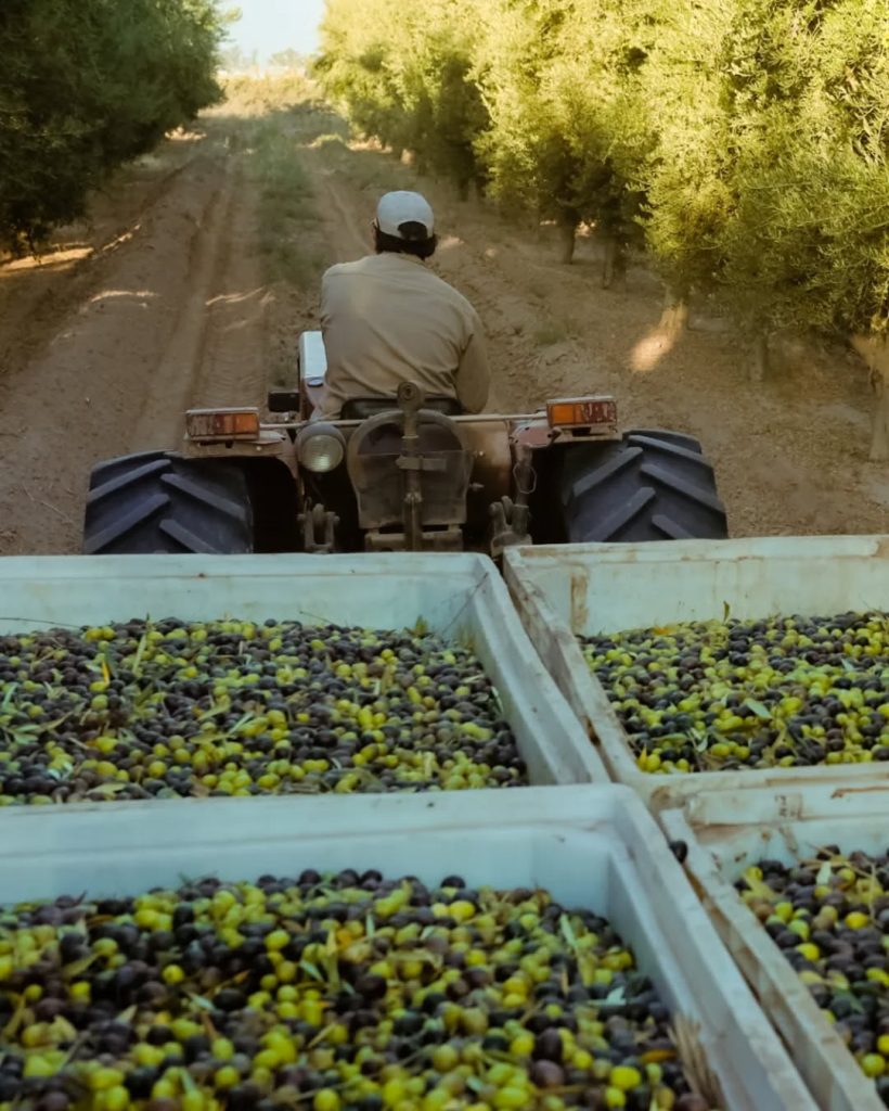 cultivando Aceites de alicante directo a la almazara