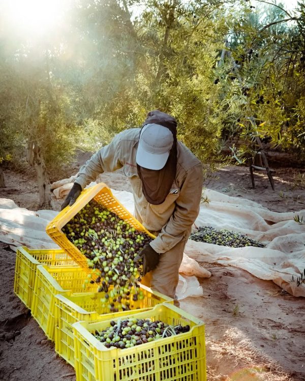 Cosecha directa del agricultor - Aceite de Alicante 2025