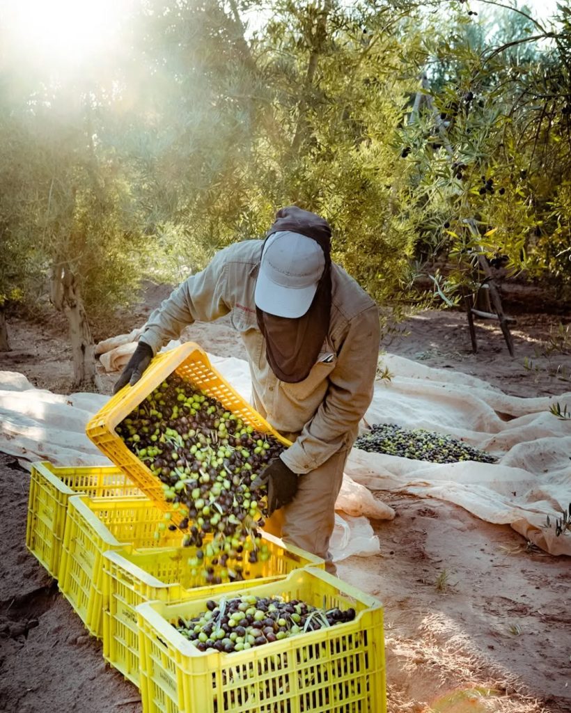 Cosecha directa del agricultor - Aceite de Alicante 2025