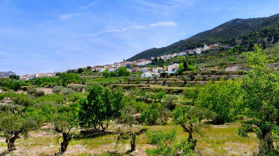 Aceite de Oliva de Agres