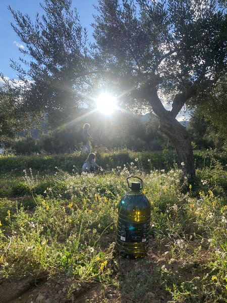 Aceite de oliva - formato familiar - torcus