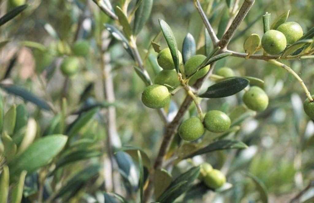 Aceituna de Alicante color verde intenso cosecha temprana