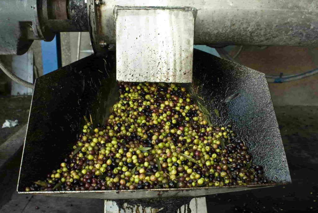 Almazara tradicional Alicante Trituracion Aceite Oliva