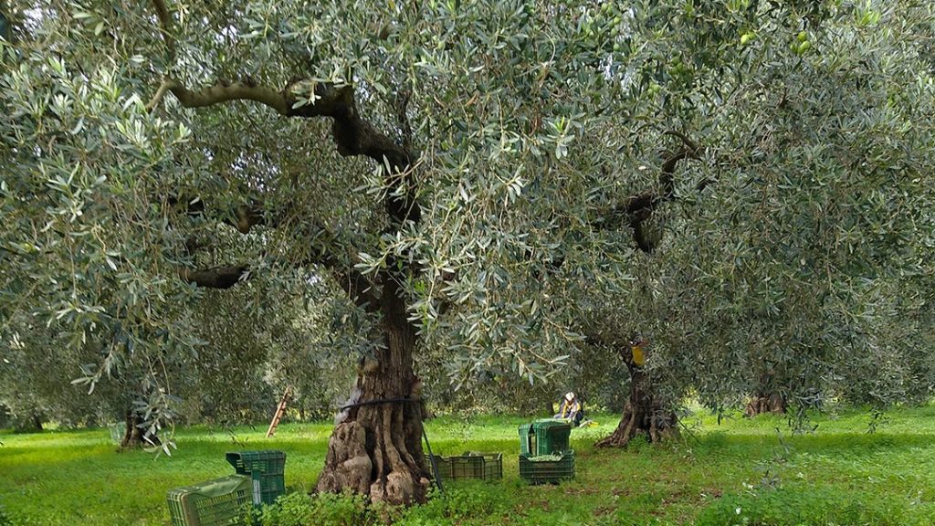 Venta de aceite de oliva en Sax - Cooperativa - Almazara