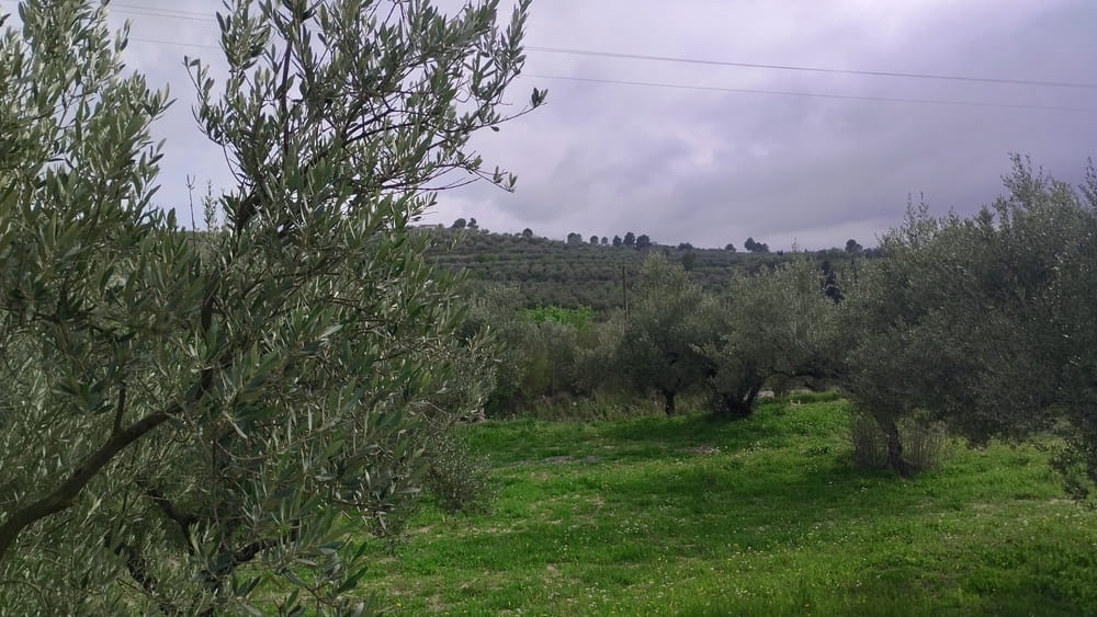Campos de olivos cerca de Alcoy