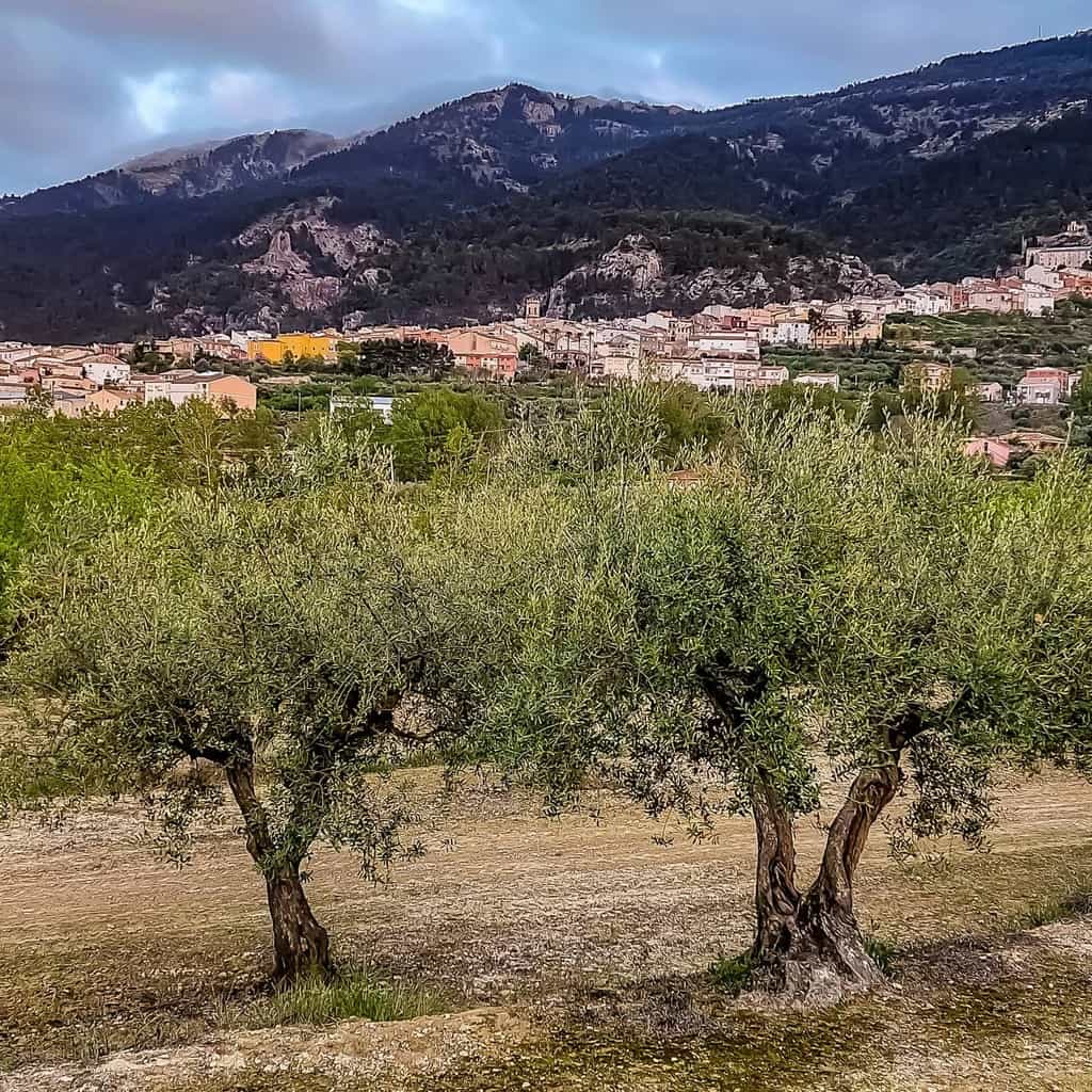 Olivos antiguos en agres alicante