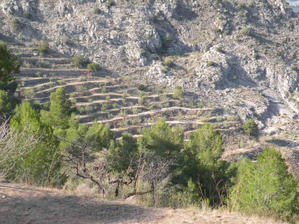 cultivo de olivos en Alicante