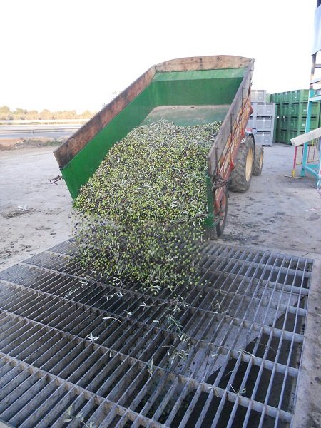 Venta de Aceite de Oliva de Alfafara - Alicante