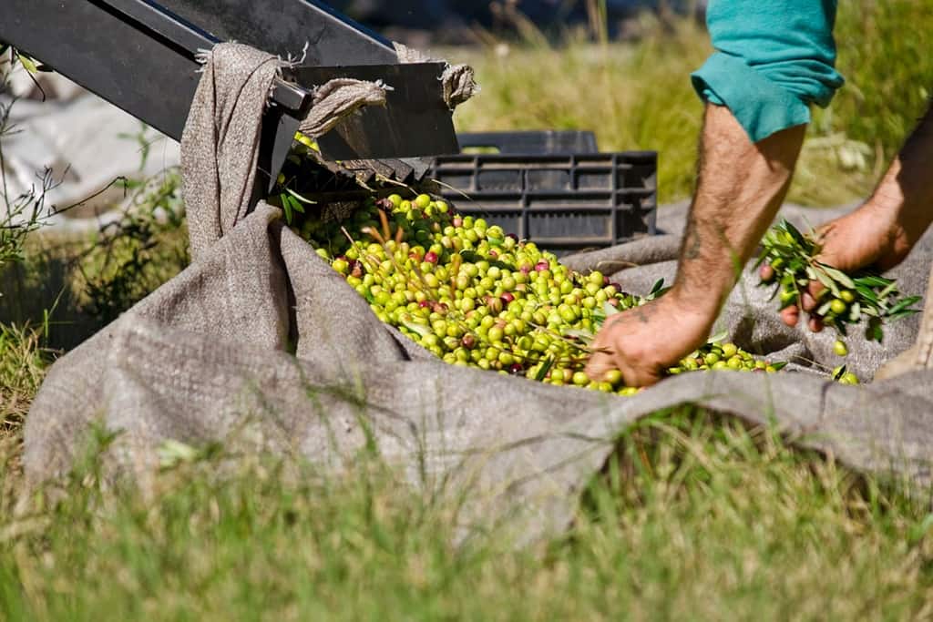 Venta de aciete de oliva Almazara de El Comtat