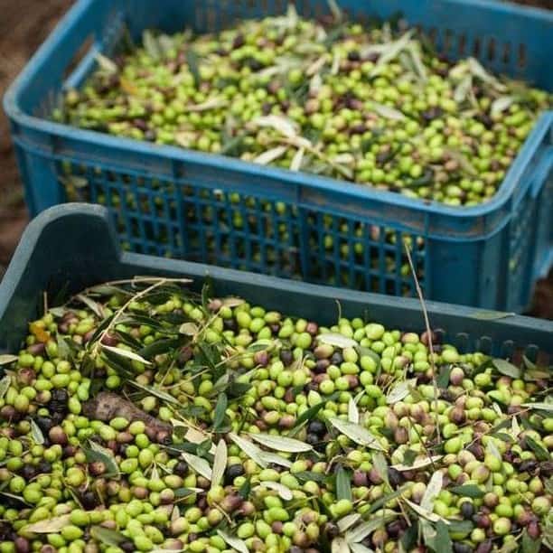 Aceitunas de Benillup Olivos Paisaje