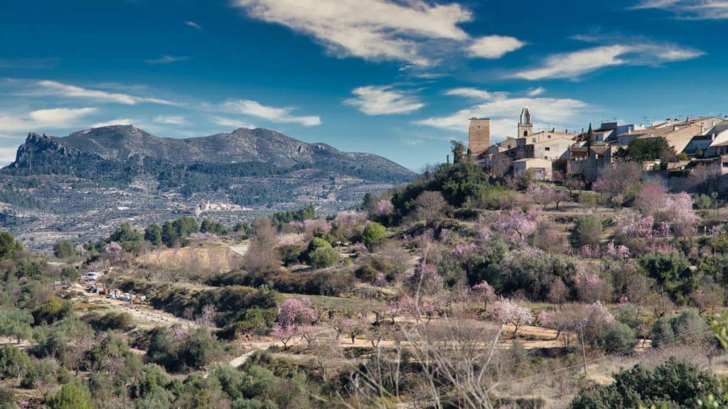 Comprar Aceite de Almudaina - Alicante