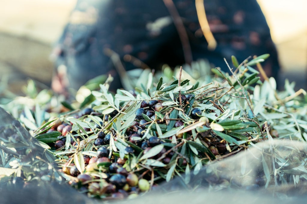 Venta de Aceite de Oliva en Benissa - Costa Blanca