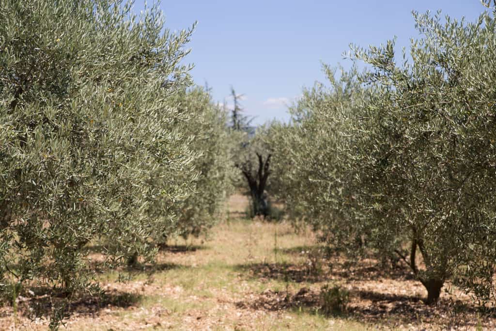 Cosecha Cuanto dura el Aceite de Oliva