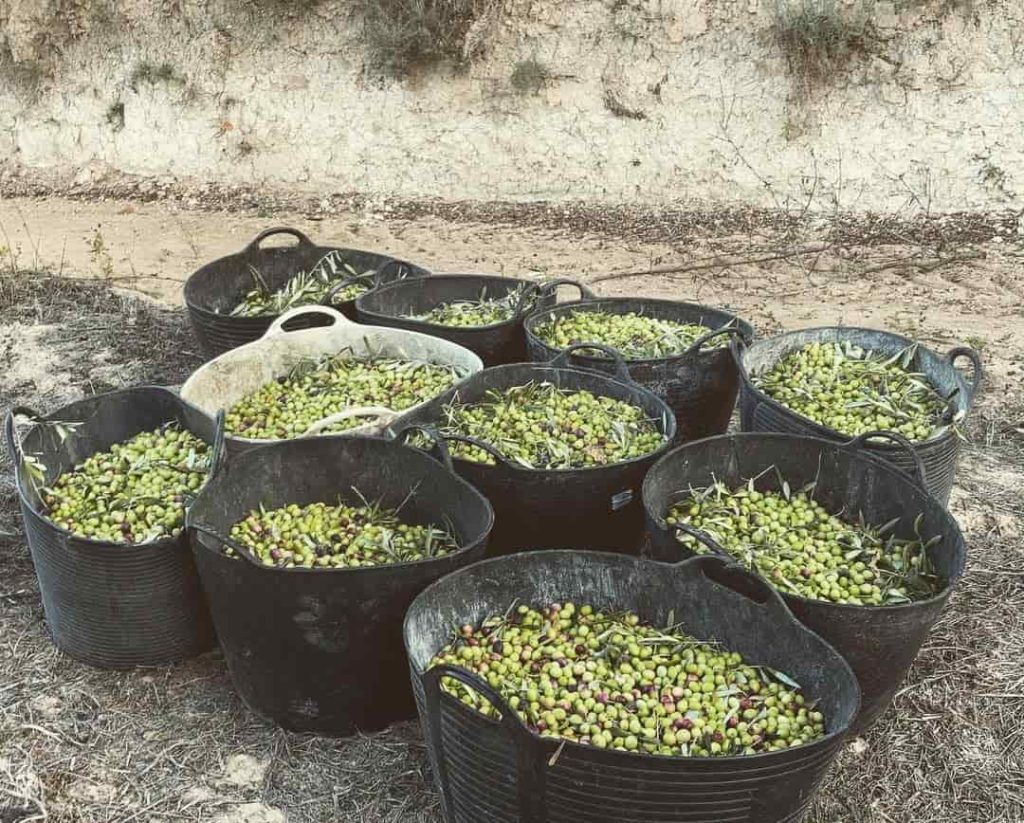 Venta de Aceite de Oliva en Salinas Alicante - Sax y villena