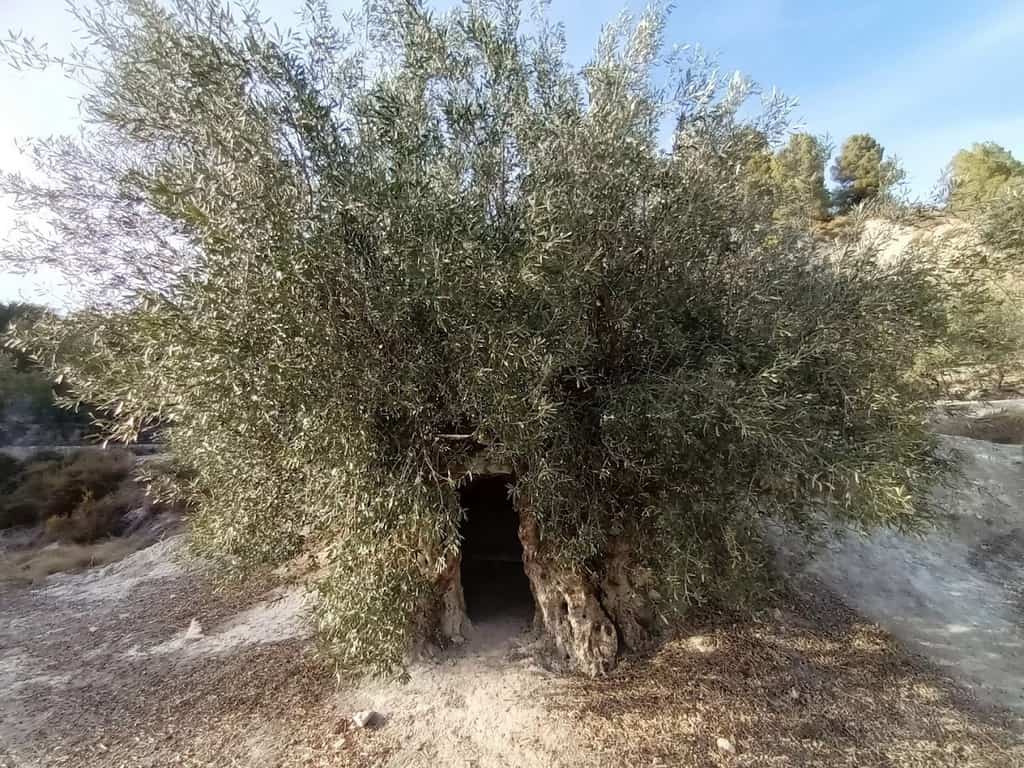 Olivera bimilenaria de Gorga