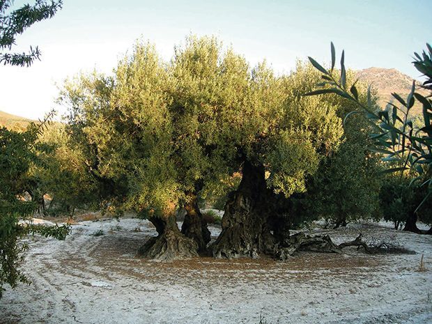 Olivera de les cuatre soques Benimassot