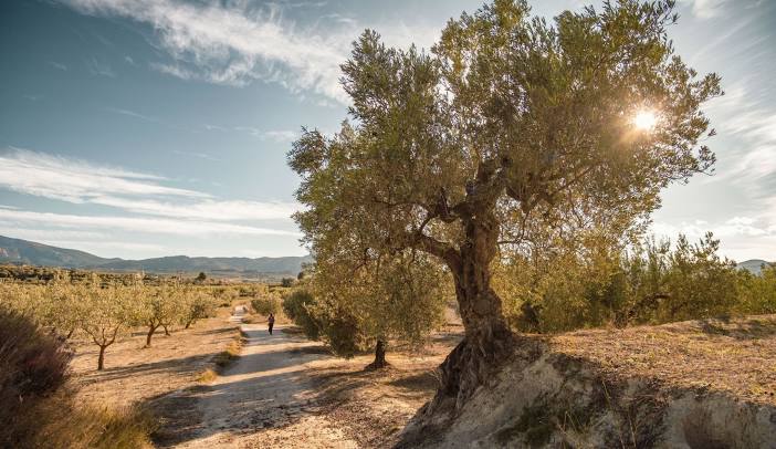 Venta de Aceite de oliva en Gorga El Comtat Alicante