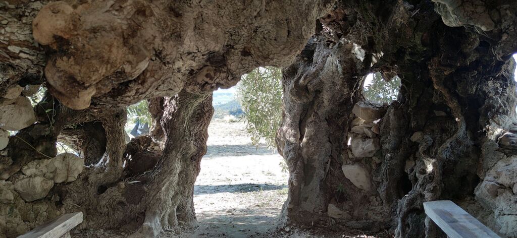 Olivo bimilenario de Gorga por dentro