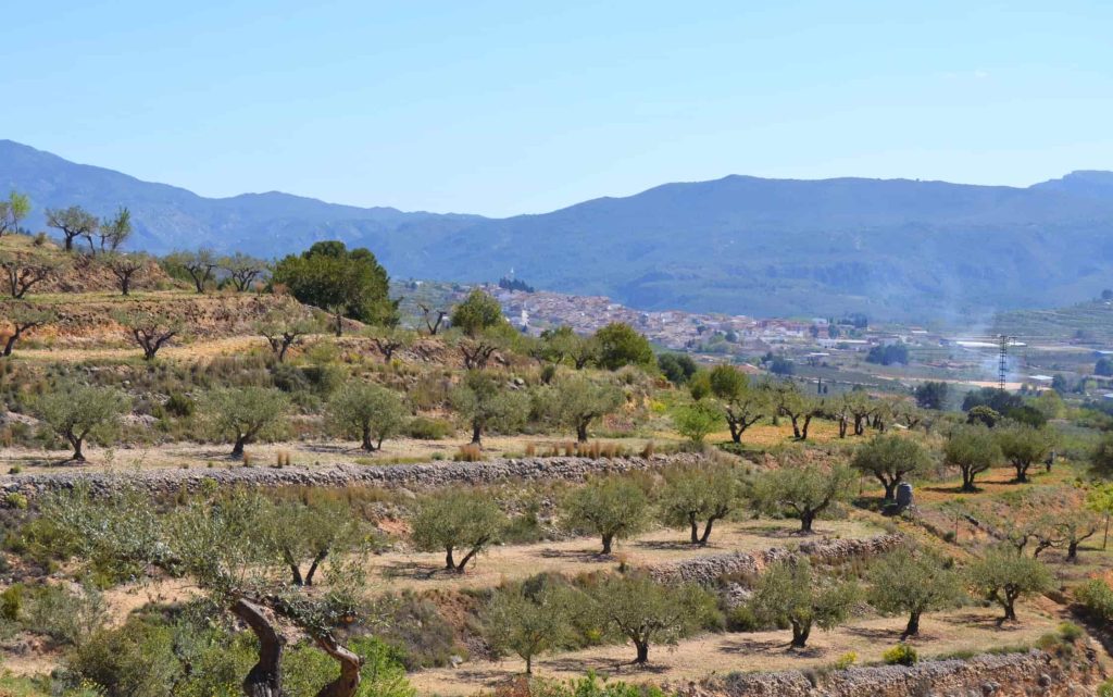 Como afecta Clima en Alicante -Aceite de Oliva