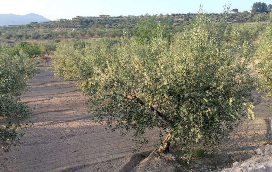 Olivo en flor de el comtat - oli de el comtat