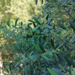 Olivos en flor en Alicante 20205