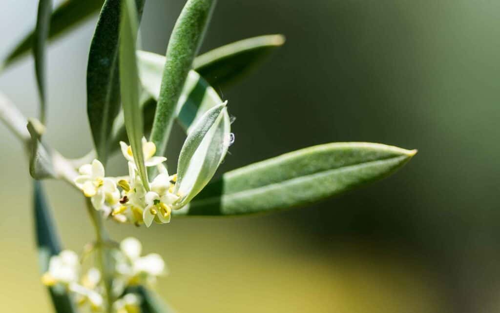 tipos de flores del olivo en Alicante