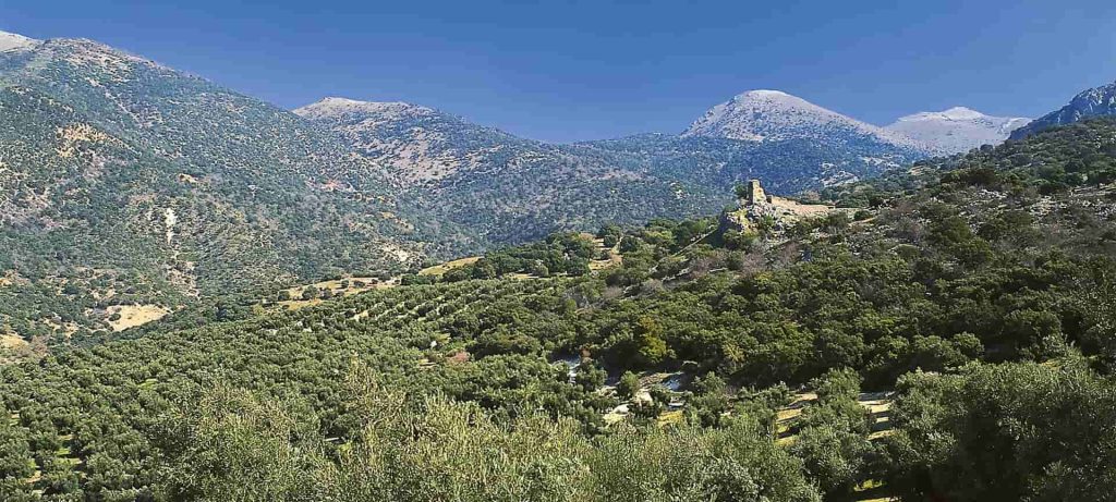 Aceite de Sierra Mágina: Todo lo que Debes Saber Antes de Comprar (y una sorpresa) 1 Comprar Aceite de Sierra Magina